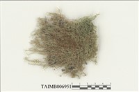 藏品(灰苔屬)的圖片